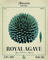 Royal Agave