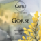 Gorse