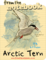 Arctic Tern