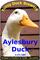 Aylesbury Duck