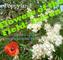Flowers of the Field Saison