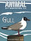 Gull